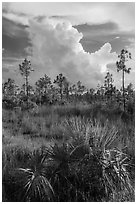 Palmetto, pines, and summer afternoon clouds. Everglades National Park, Florida, USA. (black and white)