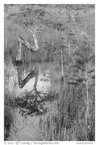 Old cypress shaped like letter Z. Everglades National Park (black and white)
