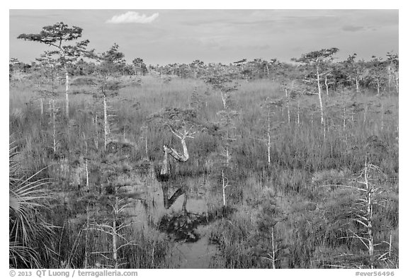 Cypress landscape with Z-tree. Everglades National Park (black and white)