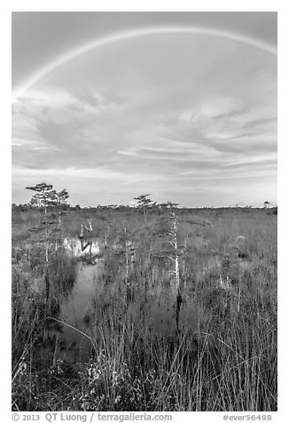 Rainbow over dwarf cypress grove. Everglades National Park (black and white)