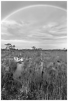 Rainbow over dwarf cypress grove. Everglades National Park ( black and white)