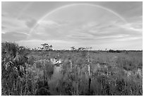 Double rainbow over dwarf cypress forest. Everglades National Park, Florida, USA. (black and white)