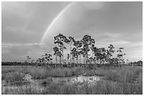 Rainbow over pine trees near Mahogany Hammock. Everglades National Park, Florida, USA. (black and white)