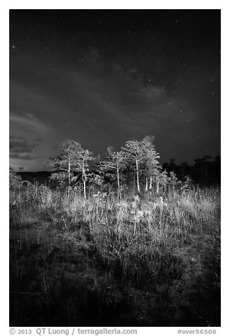 Dwarf cypress and stars at night, Pa-hay-okee. Everglades National Park (black and white)