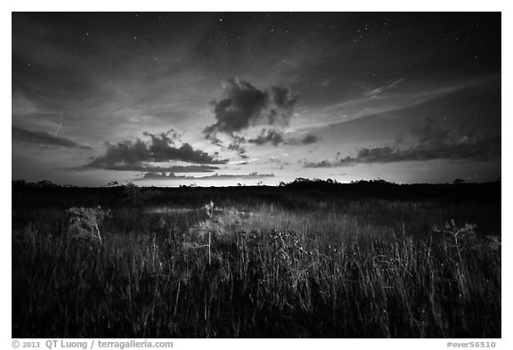 Sawgrass and dwarf cypress at night. Everglades National Park, Florida, USA.