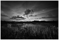 Sawgrass and dwarf cypress at night. Everglades National Park, Florida, USA. (black and white)