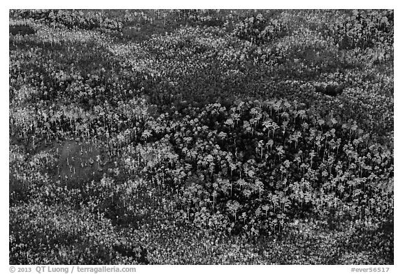 Aerial view of pine trees. Everglades National Park (black and white)