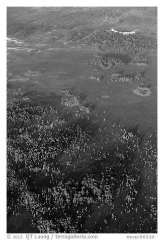 Aerial view of cypress and pines. Everglades National Park (black and white)