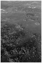 Aerial view of cypress and pines. Everglades National Park, Florida, USA. (black and white)