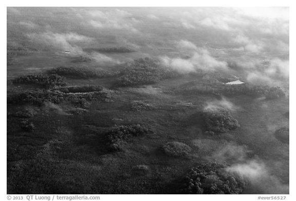Aerial view of subtropical marsh, trees, and fog. Everglades National Park (black and white)