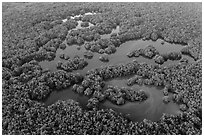 Aerial view of mangrove forest mixed with ponds. Everglades National Park, Florida, USA. (black and white)