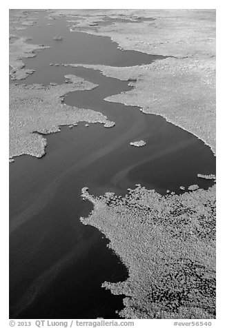 Aerial view of dense mangrove coastline and inlets. Everglades National Park (black and white)