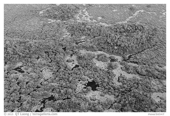 Aerial view of marsh with red color from mangroves. Everglades National Park (black and white)