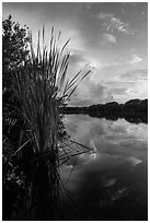 Aquatic plants on shores of Paurotis Pond. Everglades National Park, Florida, USA. (black and white)