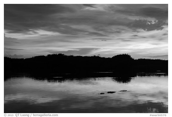 Alligator swimming at sunset, Paurotis Pond. Everglades National Park (black and white)