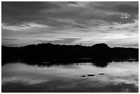 Alligator swimming at sunset, Paurotis Pond. Everglades National Park, Florida, USA. (black and white)