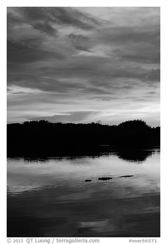 Alligator swimming in Paurotis Pond, sunset. Everglades National Park, Florida, USA.