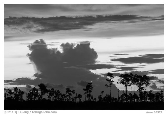 Pines and clouds at sunset. Everglades National Park (black and white)