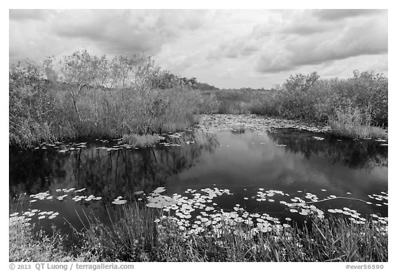 Freshwater slough in summer. Everglades National Park (black and white)