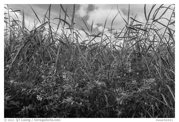 Flowers and tall grasses in summer. Everglades National Park (black and white)