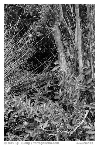 Pond Apple (Annoma Glabra) tree and fruits. Everglades National Park (black and white)