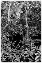 Alligator Apple (Annoma Glabra) tree and fruits. Everglades National Park, Florida, USA. (black and white)