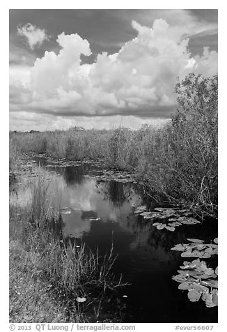 Freshwater marsh in summer. Everglades National Park, Florida, USA.