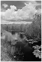 Freshwater marsh in summer. Everglades National Park, Florida, USA. (black and white)