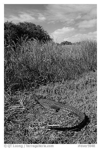 Young alligator at Eco Pond. Everglades National Park, Florida, USA.