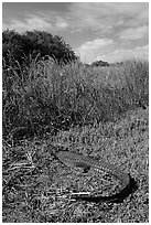 Young alligator at Eco Pond. Everglades National Park, Florida, USA. (black and white)