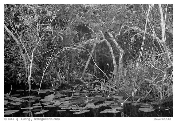 Lily pads and thicket, Shark Valley. Everglades National Park (black and white)