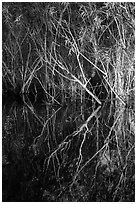 Branches and reflections, Shark Valley. Everglades National Park ( black and white)