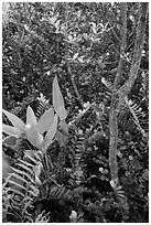 Tropical hardwood forest in hammock, Shark Valley. Everglades National Park ( black and white)