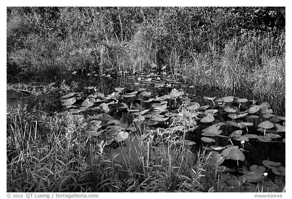 Grasses and water lillies, Shark Valley. Everglades National Park (black and white)