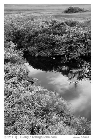 Pond from above, Shark Valley. Everglades National Park (black and white)