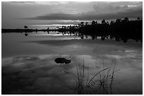 Reeds, underwater rocks, Pines Glades Lake. Everglades National Park ( black and white)