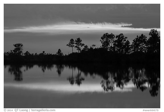 Pines reflected at sunset, Pines Glades Lake. Everglades National Park (black and white)