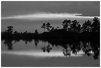 Pines reflected at sunset, Pines Glades Lake. Everglades National Park ( black and white)