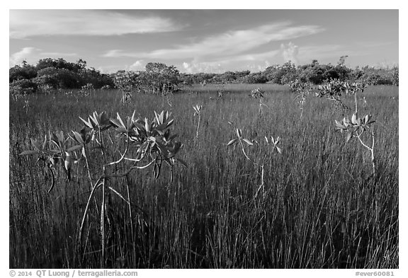 Dwarfed red mangroves in summer. Everglades National Park (black and white)