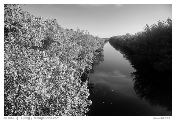 Buttonwood Canal. Everglades National Park (black and white)