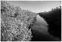 Buttonwood Canal. Everglades National Park ( black and white)