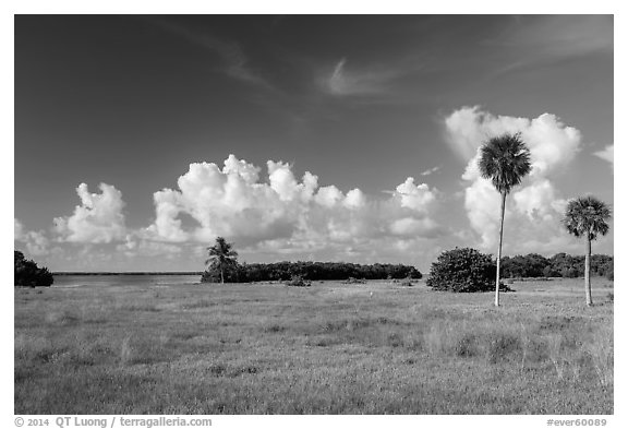 Coastal prairie, Flamingo. Everglades National Park (black and white)