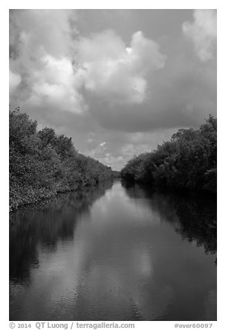 Buttonwood Canal bordered by tropical vegetation. Everglades National Park (black and white)