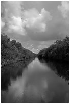 Buttonwood Canal bordered by tropical vegetation. Everglades National Park ( black and white)