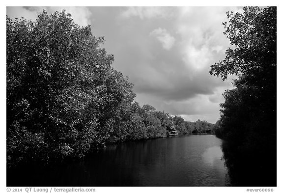 Tropical vegetation growing along canal. Everglades National Park (black and white)