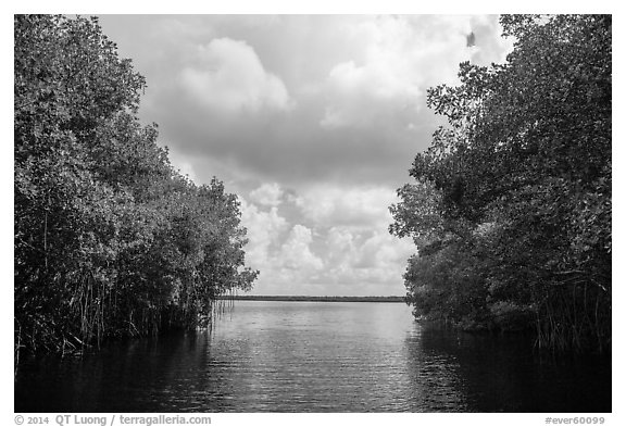 Coot Bay framed by mangroves. Everglades National Park (black and white)