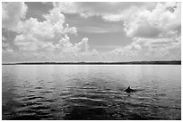 Dolphin fin in Coot Bay. Everglades National Park ( black and white)