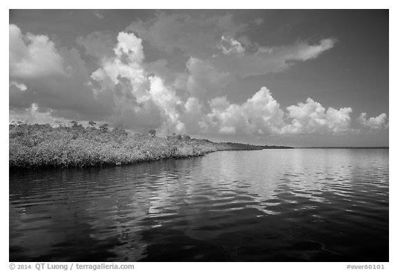Mangrove shore of Coot Bay. Everglades National Park (black and white)