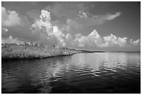 Mangrove shore of Coot Bay. Everglades National Park ( black and white)
