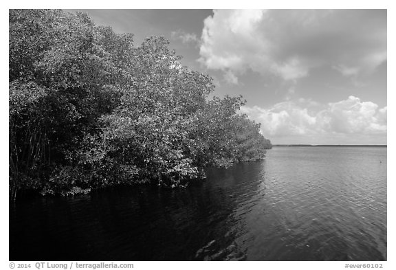 Mangroves bordering Coot Bay. Everglades National Park (black and white)